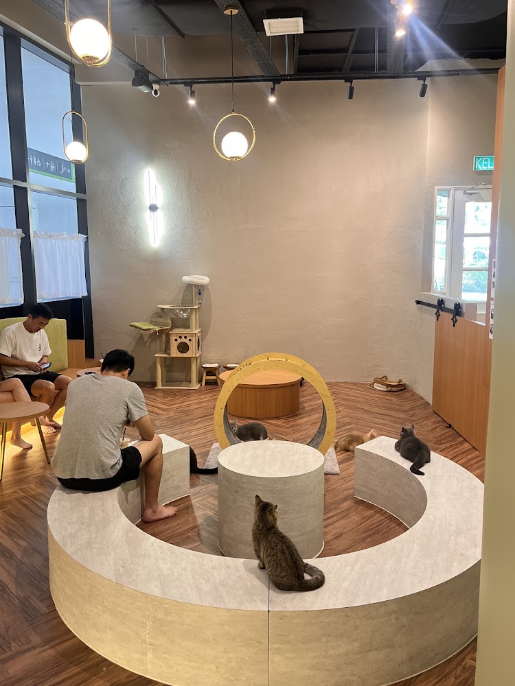 Tiny Paws Munchkin Cat Cafe